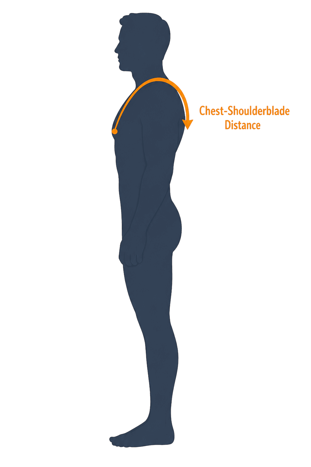 Bulldog Harness side view - chest to shoulder blade measurement